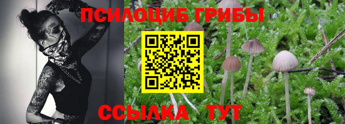 Апрелевка  Галлюциногенные грибы Psilocybine cubensis  Вход с VPN 